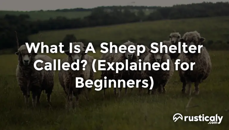 what is a sheep shelter called