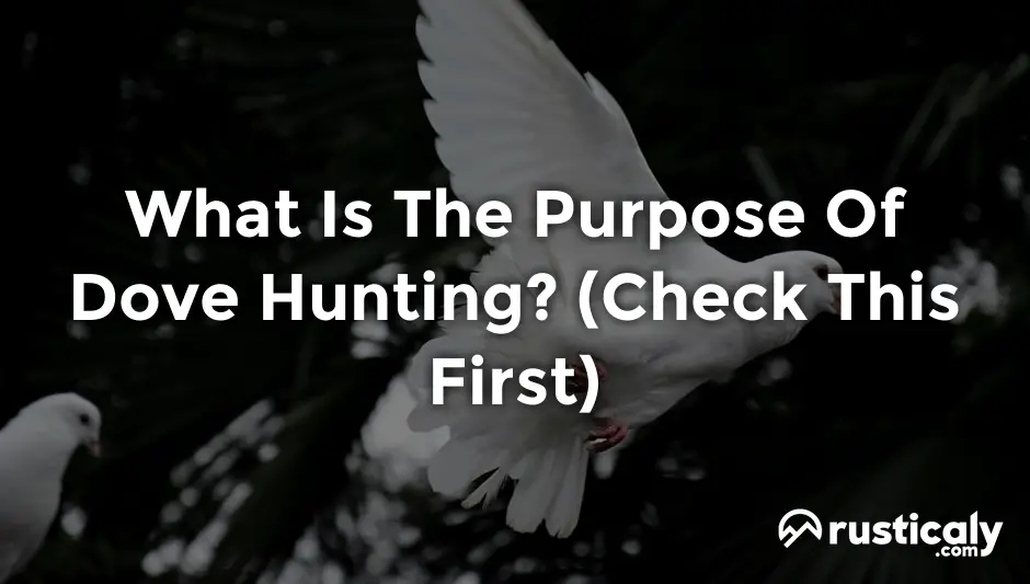 what is the purpose of dove hunting
