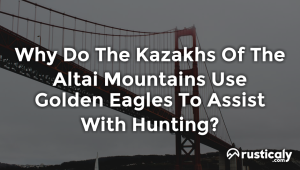 why do the kazakhs of the altai mountains use golden eagles to assist with hunting?