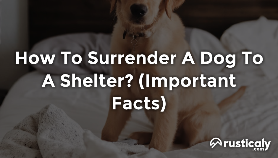 how to surrender a dog to a shelter