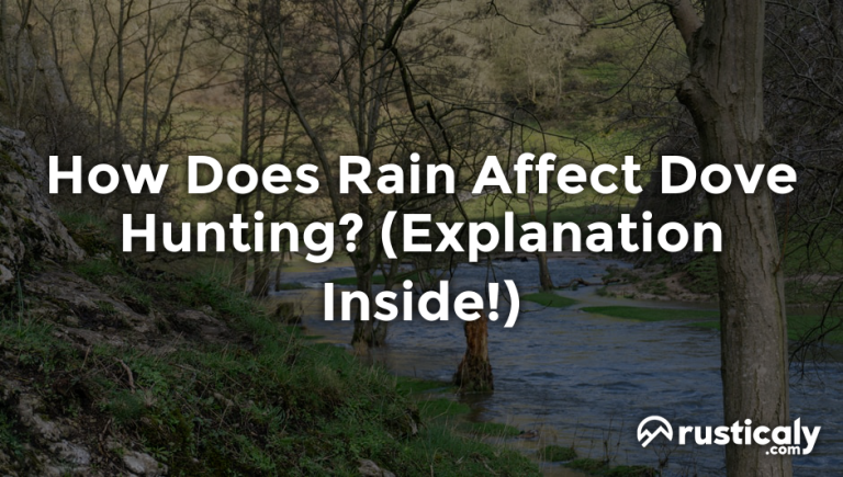 how does rain affect dove hunting