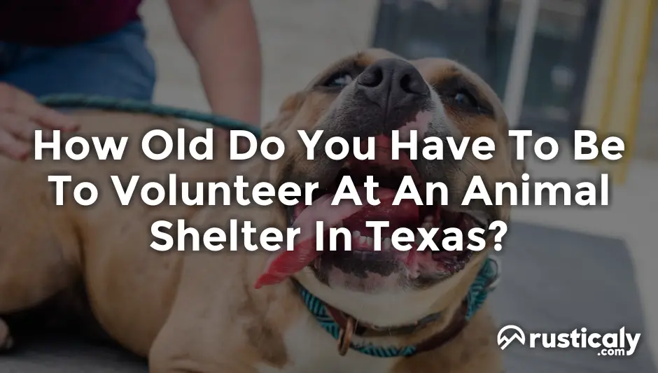 how old do you have to be to volunteer at an animal shelter in texas