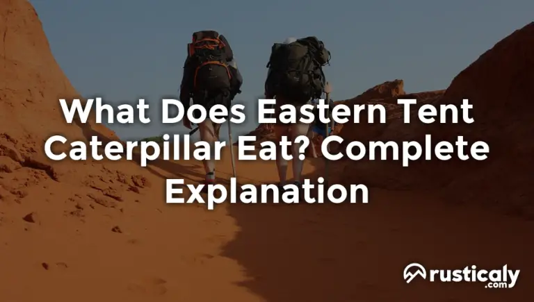 what does eastern tent caterpillar eat