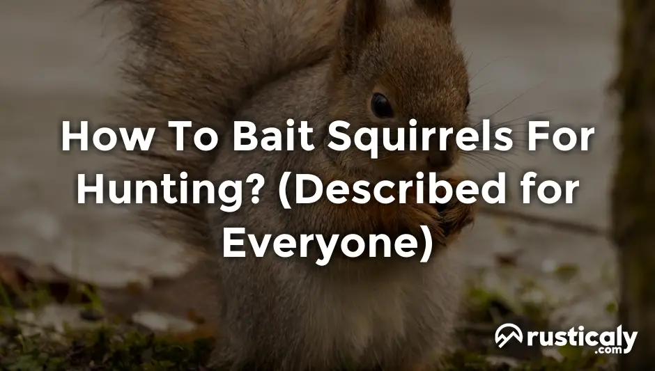 how to bait squirrels for hunting