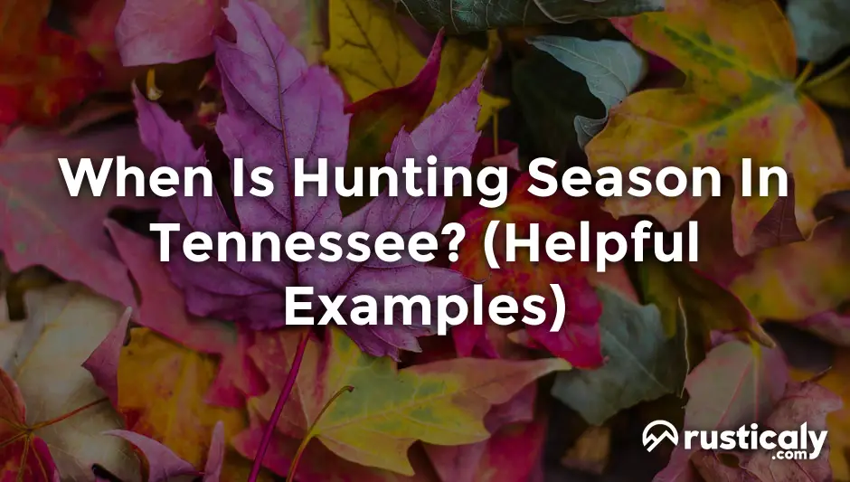 When Is Hunting Season In Tennessee? (Helpful Examples)