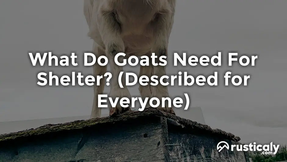 what do goats need for shelter