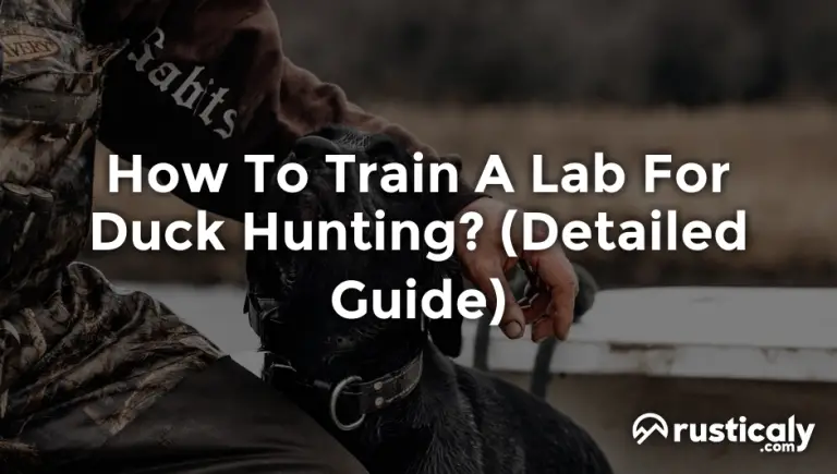 how to train a lab for duck hunting