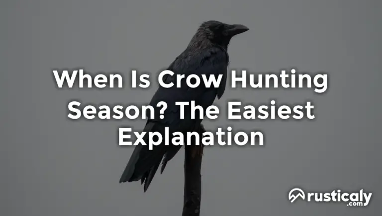 When Is Crow Hunting Season? (Easily Explained Inside!)