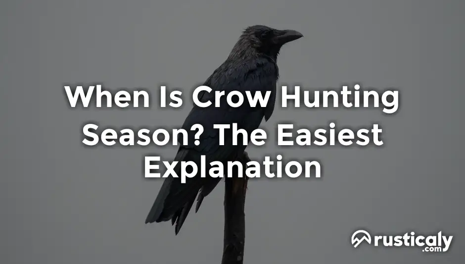 when is crow hunting season