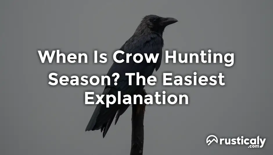 When Is Crow Hunting Season? (Easily Explained Inside!)