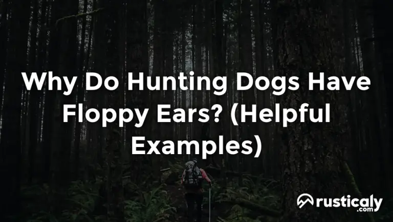 why do hunting dogs have floppy ears