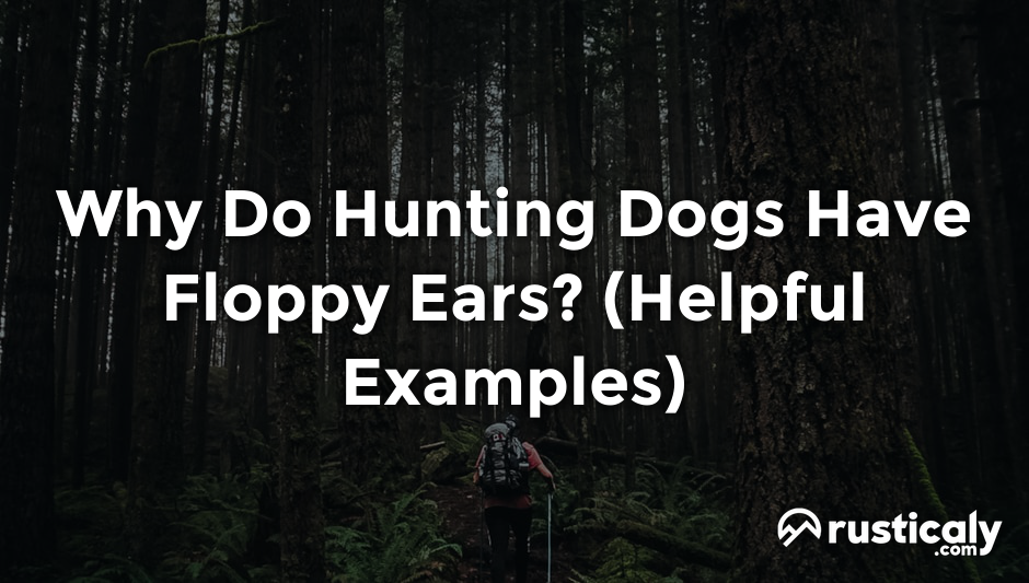 why do hunting dogs have floppy ears