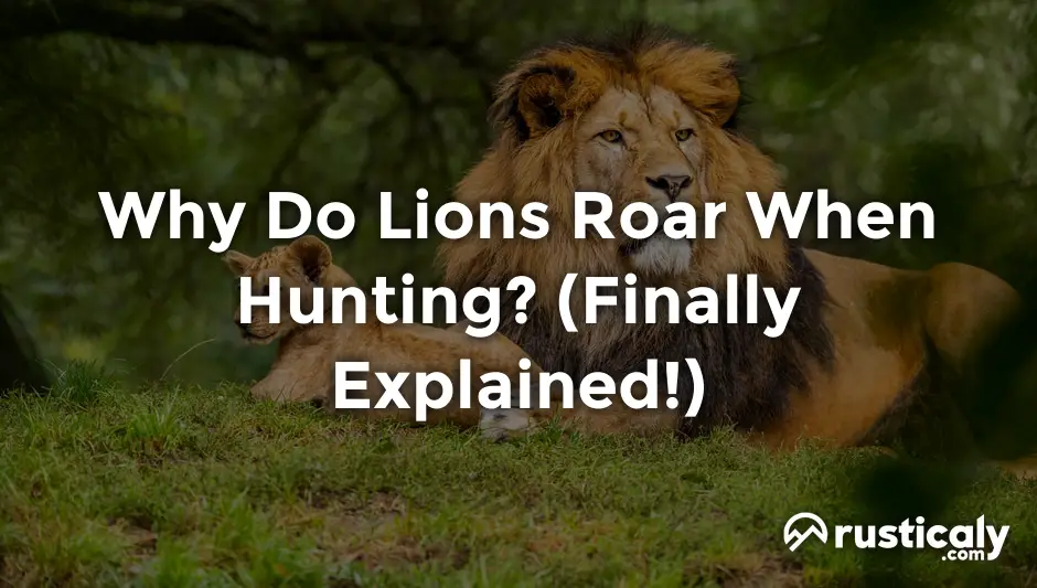 why do lions roar when hunting