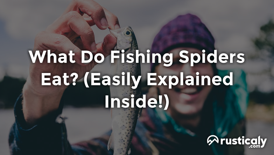 what do fishing spiders eat