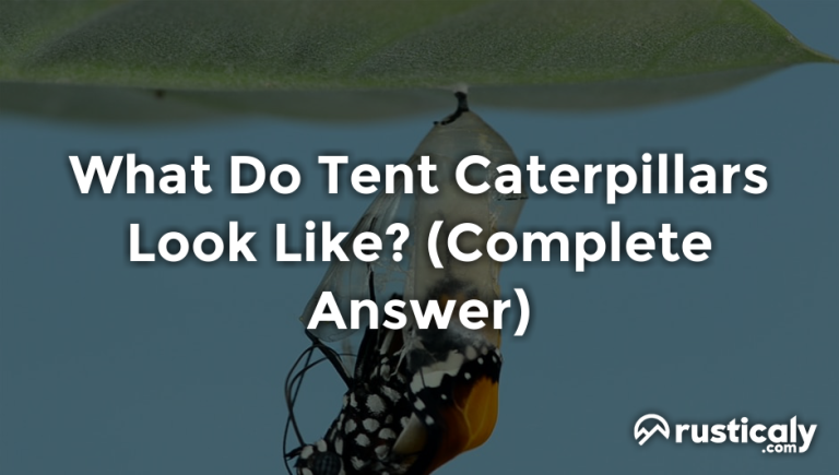 what do tent caterpillars look like