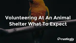 volunteering at an animal shelter what to expect