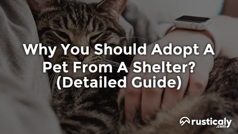 why you should adopt a pet from a shelter