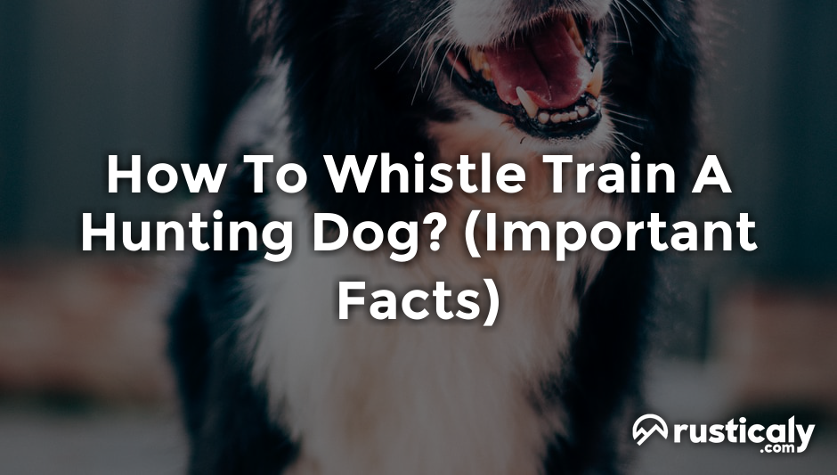how to whistle train a hunting dog