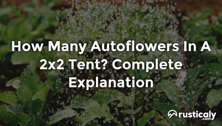 how many autoflowers in a 2x2 tent