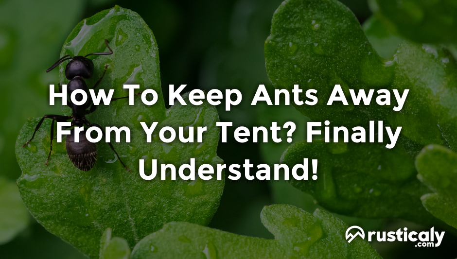 how to keep ants away from your tent