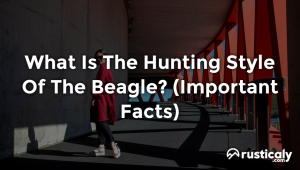 what is the hunting style of the beagle