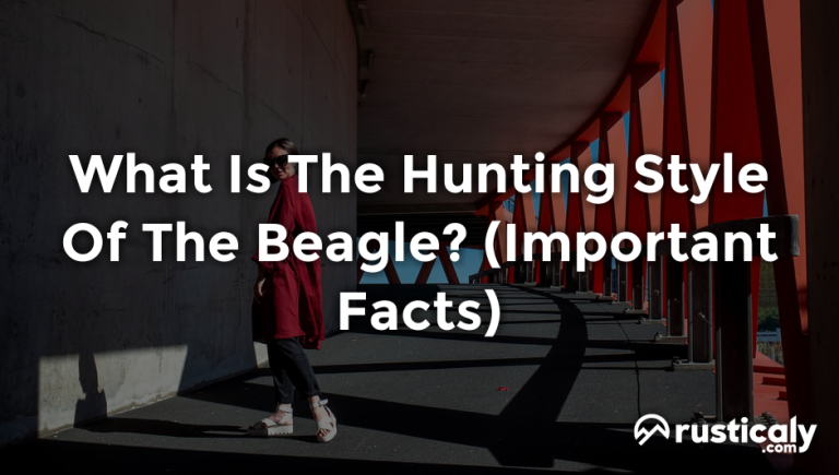 what is the hunting style of the beagle