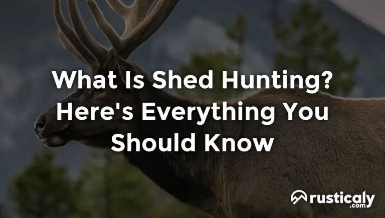 what is shed hunting