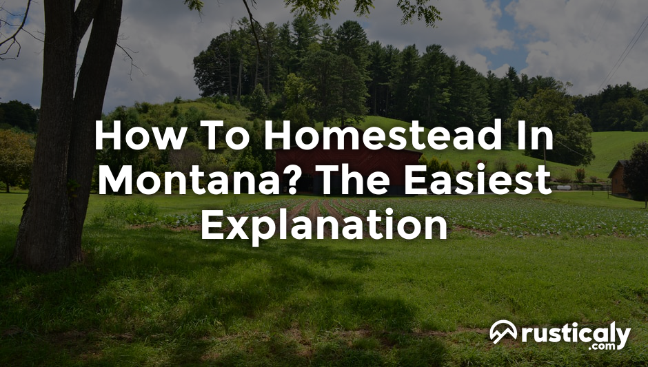 how to homestead in montana