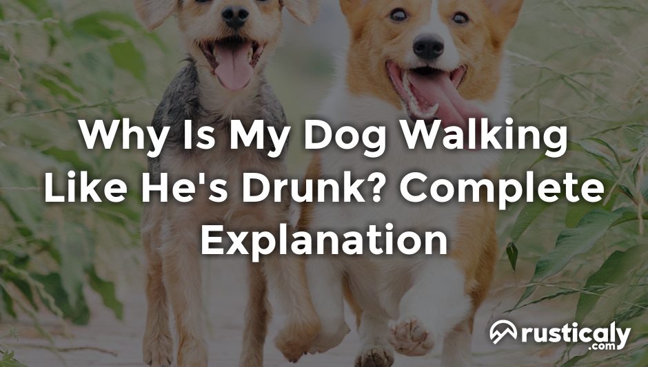 why is my dog walking like he's drunk