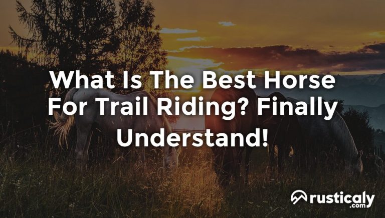 what is the best horse for trail riding