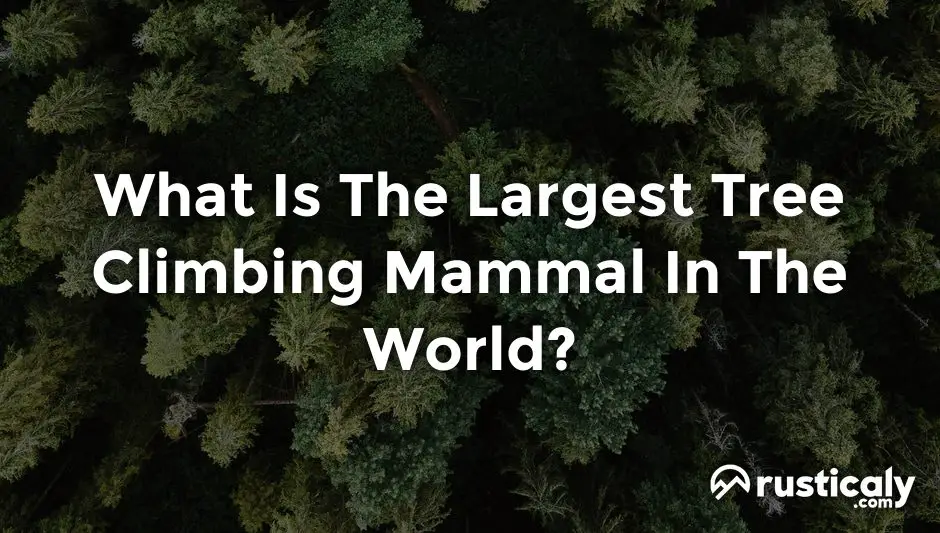 what is the largest tree climbing mammal in the world