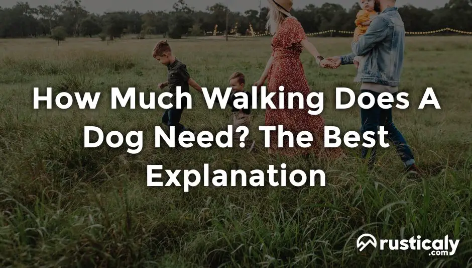 how much walking does a dog need