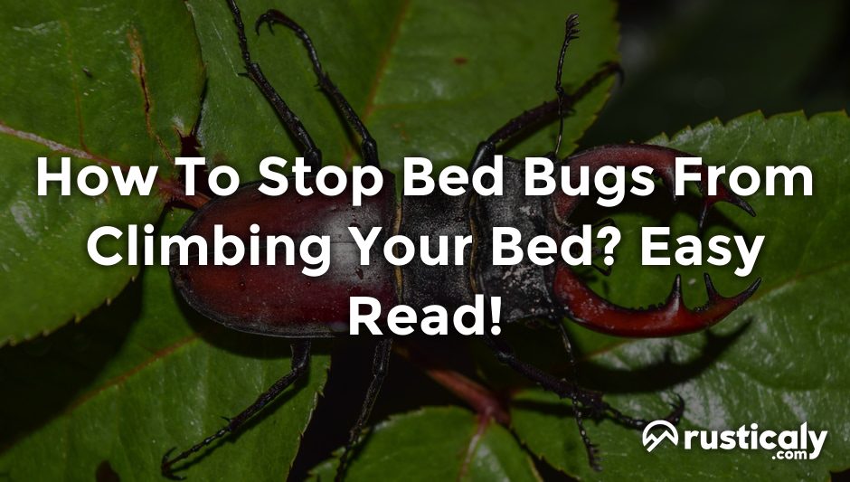 how to stop bed bugs from climbing your bed
