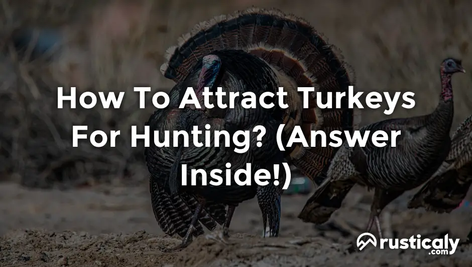how to attract turkeys for hunting