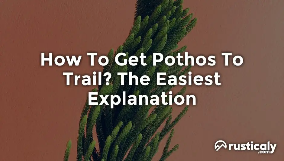 how to get pothos to trail
