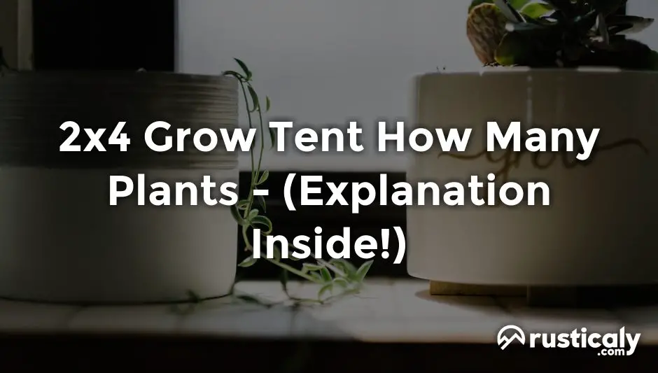 2x4 grow tent how many plants