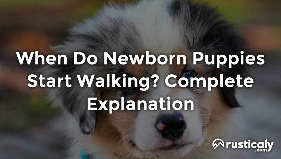 when do newborn puppies start walking