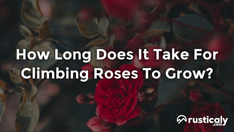 how long does it take for climbing roses to grow