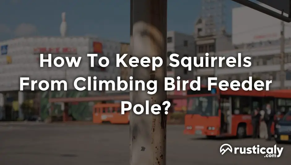 how to keep squirrels from climbing bird feeder pole