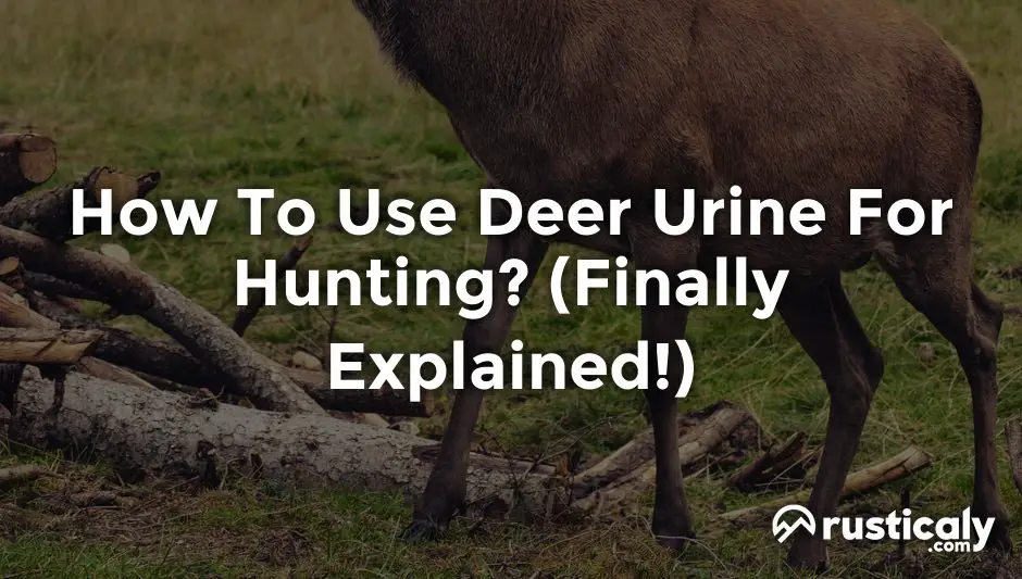 how to use deer urine for hunting