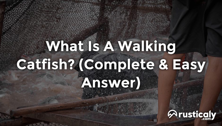 what is a walking catfish