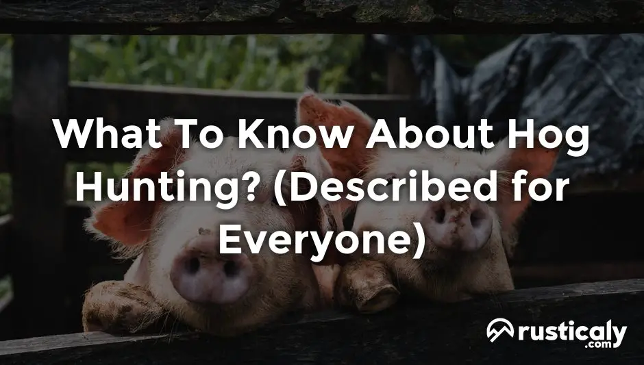 what to know about hog hunting