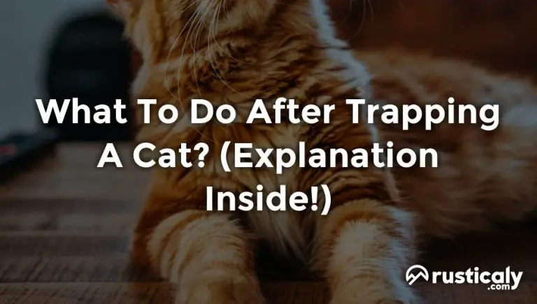 what to do after trapping a cat