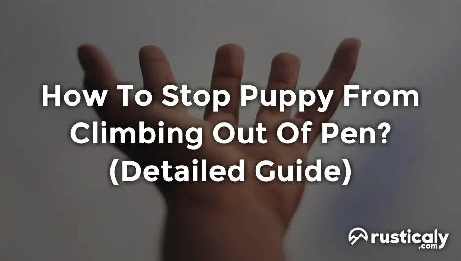 How To Stop Puppy From Climbing Out Of Pen? (Helpful Examples)