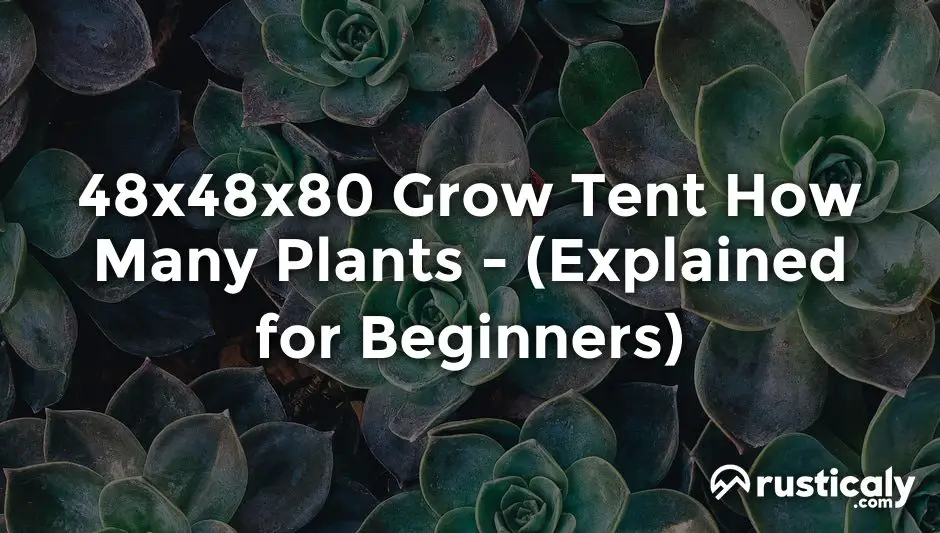48x48x80 grow tent how many plants