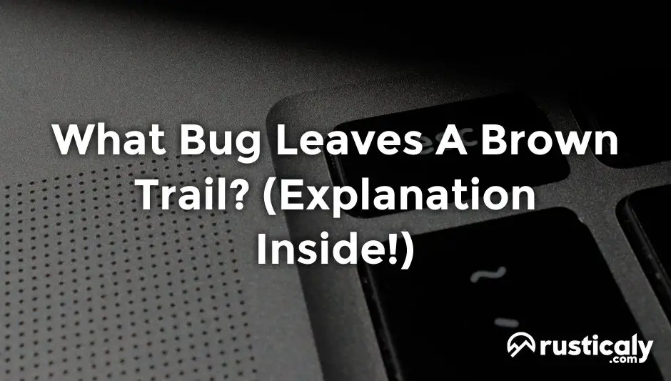 what bug leaves a brown trail