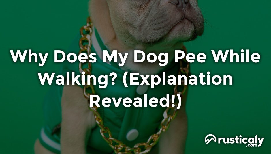 why does my dog pee while walking