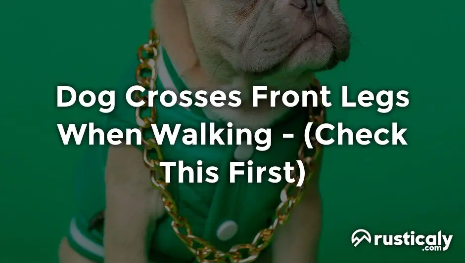 dog crosses front legs when walking
