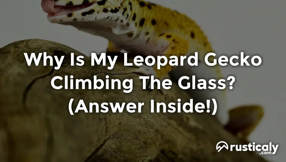 why is my leopard gecko climbing the glass
