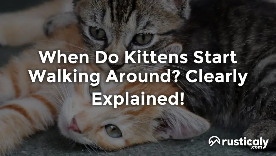 when do kittens start walking around